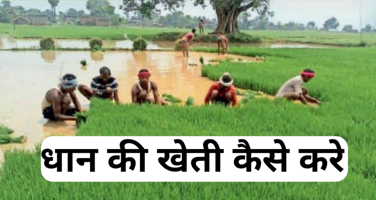 Dhan (Kharif) Ki Kheti