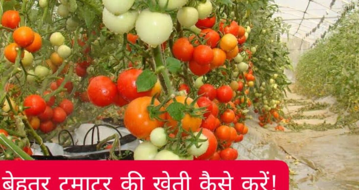 Tomato Farming