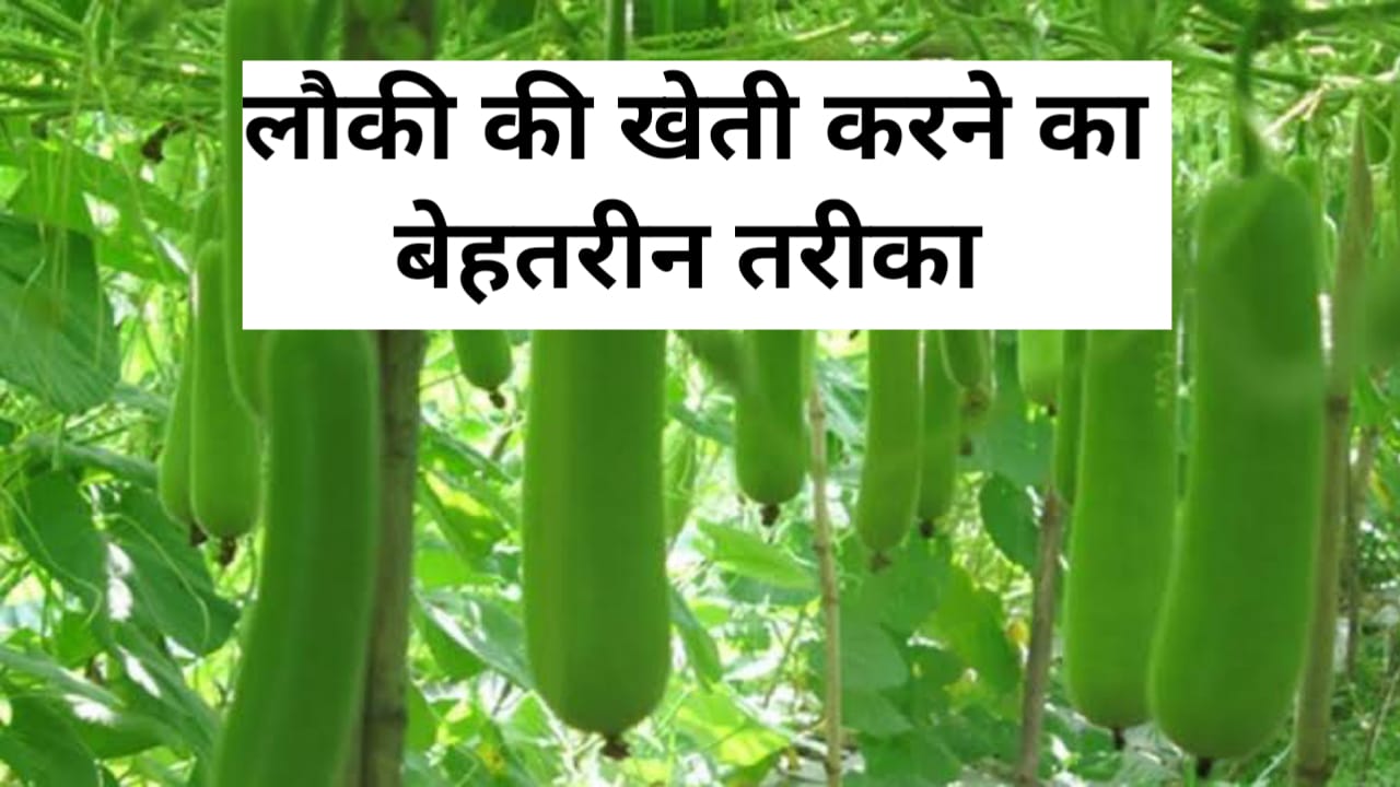 Gourd cultivation